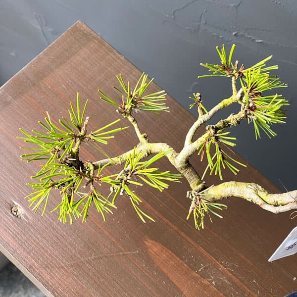 アカマツ（赤松）：小品盆栽 26-01