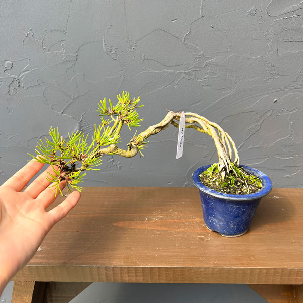 アカマツ（赤松）：小品盆栽 26-01