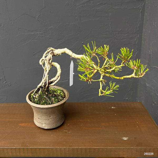 アカマツ（赤松）：小品盆栽 26-02