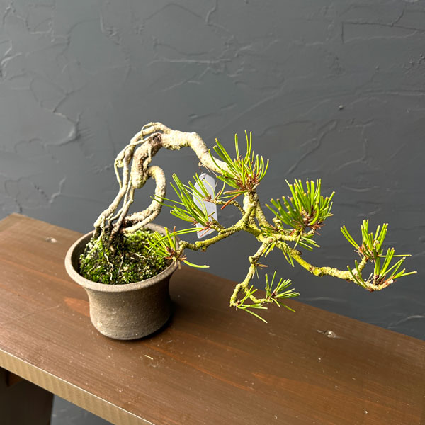 アカマツ（赤松）：小品盆栽 26-02