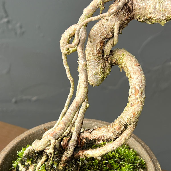 アカマツ（赤松）：小品盆栽 26-02