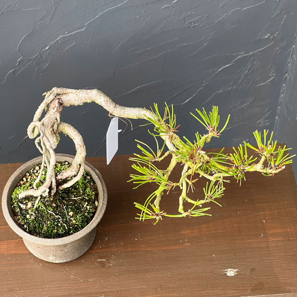 アカマツ（赤松）：小品盆栽 26-02
