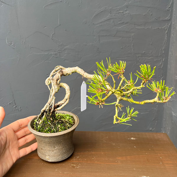 アカマツ（赤松）：小品盆栽 26-02