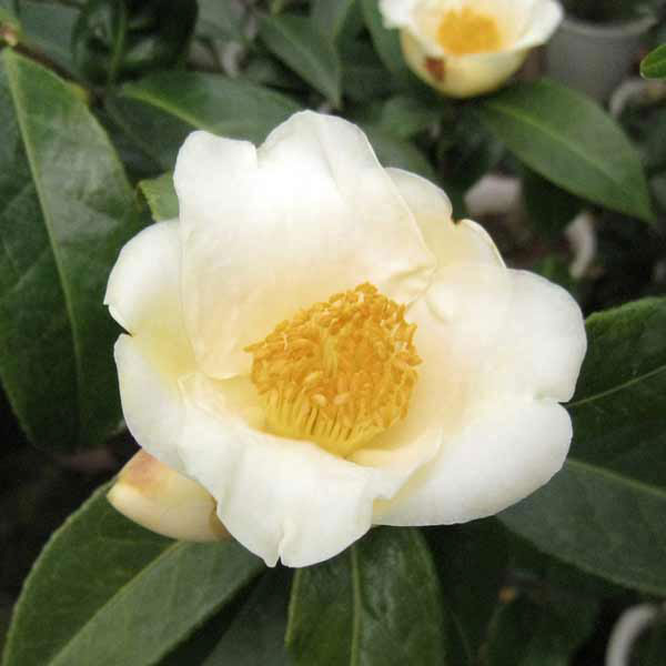 ツバキ(椿):初黄(ショコウ)曲がり 3.5号匠鉢入り