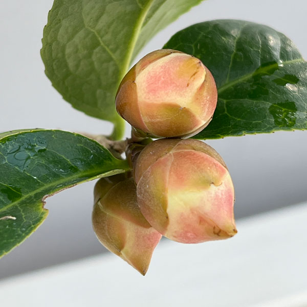 ツバキ(椿):初黄(ショコウ)曲がり 3.5号匠鉢入り