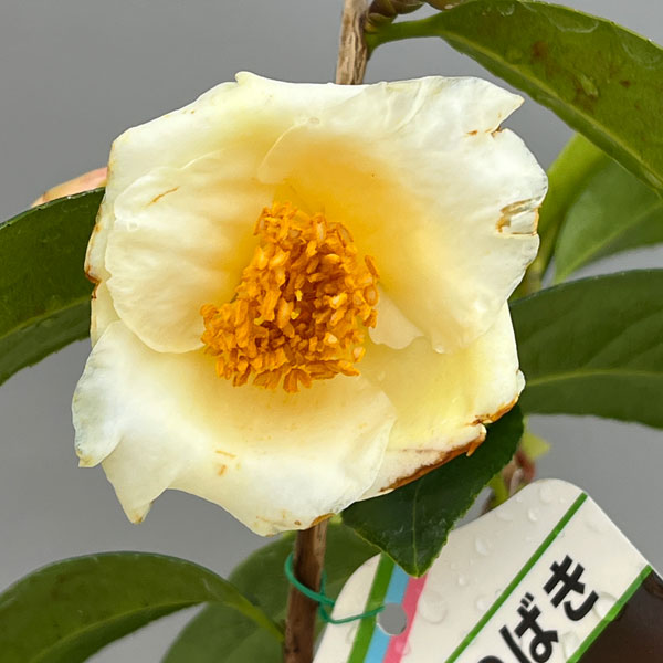 ツバキ(椿):初黄(ショコウ)曲がり 3.5号匠鉢入り