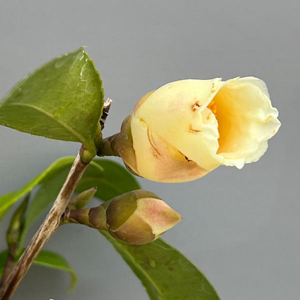 ツバキ(椿):初黄(ショコウ)曲がり 3.5号匠鉢入り