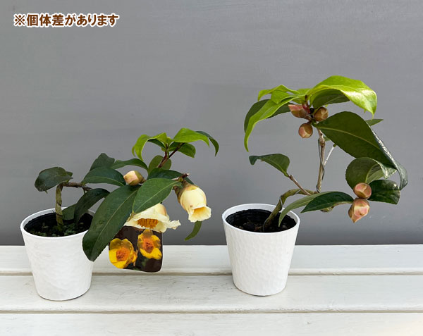 ツバキ(椿):初黄(ショコウ)曲がり 3.5号匠鉢入り