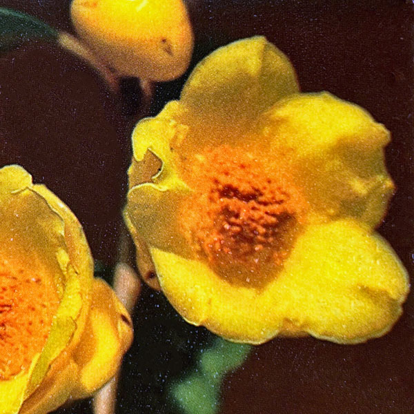 ツバキ(椿):初黄(ショコウ)曲がり 3.5号匠鉢入り