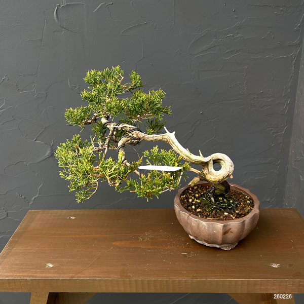 真柏（シンパク）26-01：小品盆栽