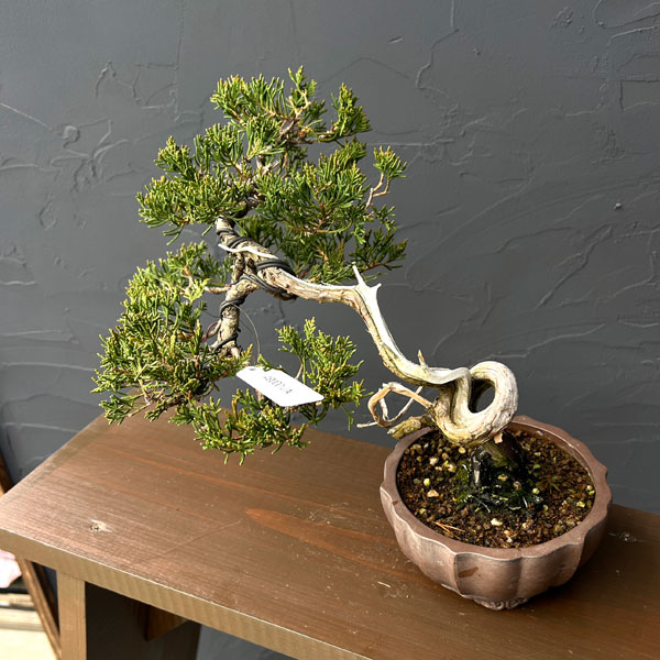 真柏（シンパク）26-01：小品盆栽