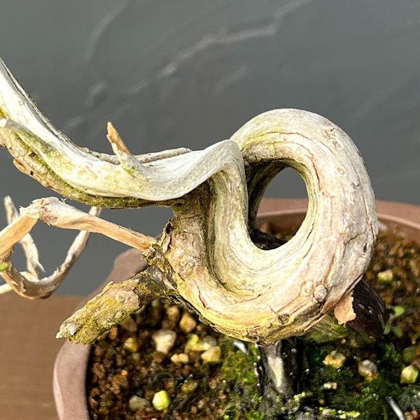 真柏（シンパク）26-01：小品盆栽