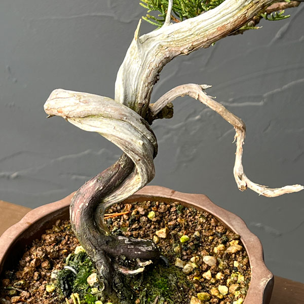 真柏（シンパク）26-01：小品盆栽