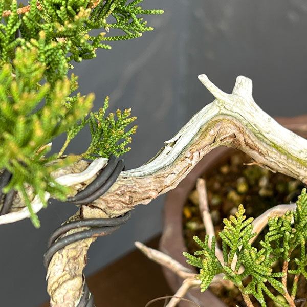 真柏（シンパク）26-01：小品盆栽