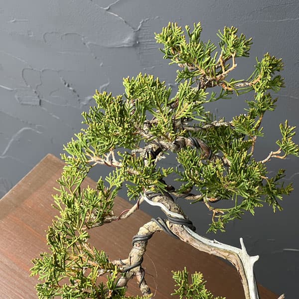 真柏（シンパク）26-01：小品盆栽