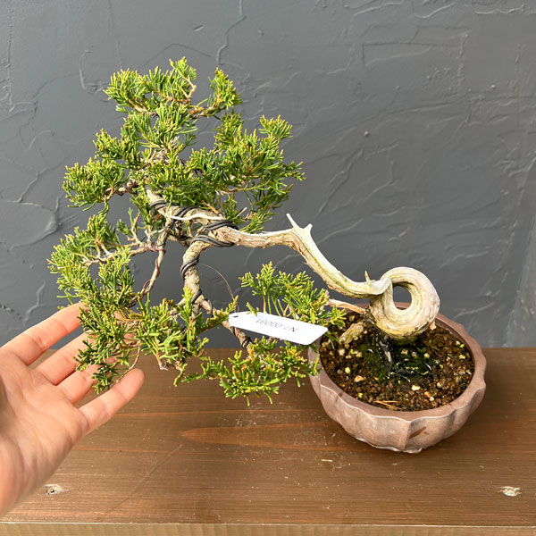 真柏（シンパク）26-01：小品盆栽