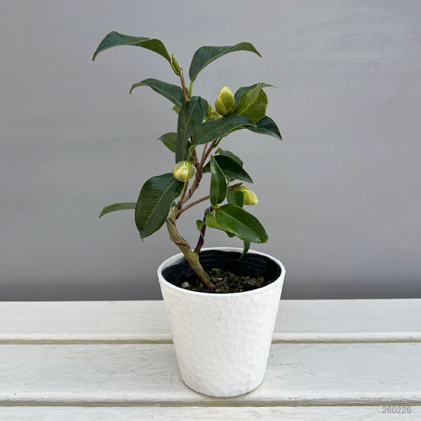 ツバキ(椿):菱唐糸(ひしからいと)曲がり 3.5号匠鉢入り