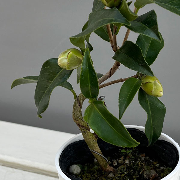 ツバキ(椿):菱唐糸(ひしからいと)曲がり 3.5号匠鉢入り