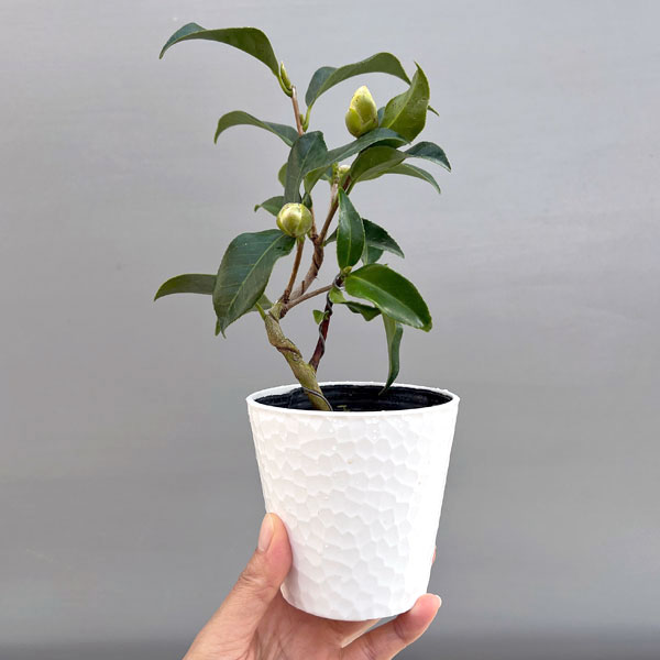 ツバキ(椿):菱唐糸(ひしからいと)曲がり 3.5号匠鉢入り