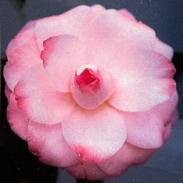 ツバキ(椿):菱唐糸(ひしからいと)曲がり 3.5号匠鉢入り