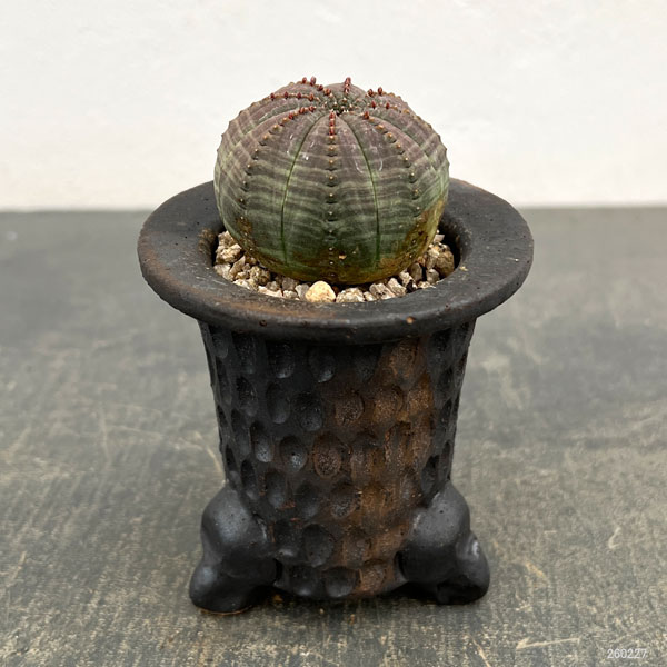 ユーフォルビア：オベサ　3号陶器鉢植え26-01