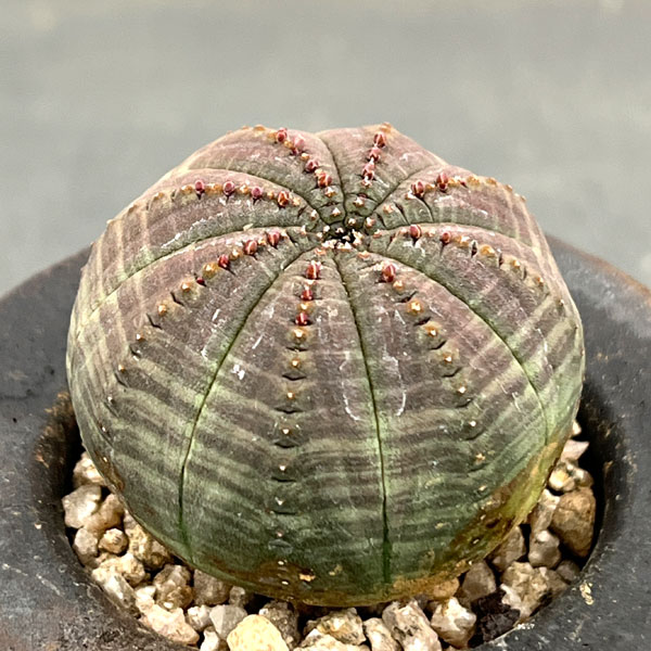 ユーフォルビア：オベサ　3号陶器鉢植え26-01