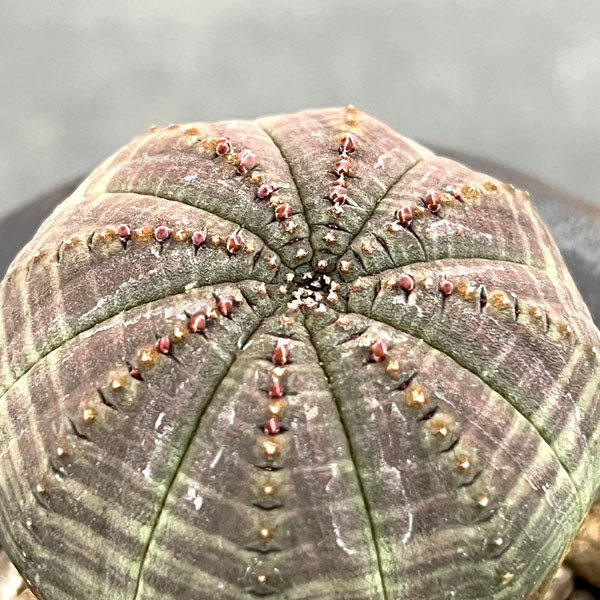 ユーフォルビア：オベサ　3号陶器鉢植え26-01