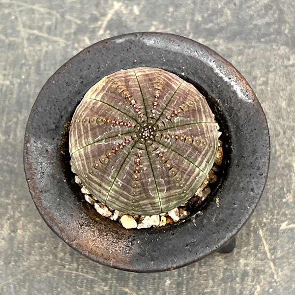 ユーフォルビア：オベサ　3号陶器鉢植え26-01