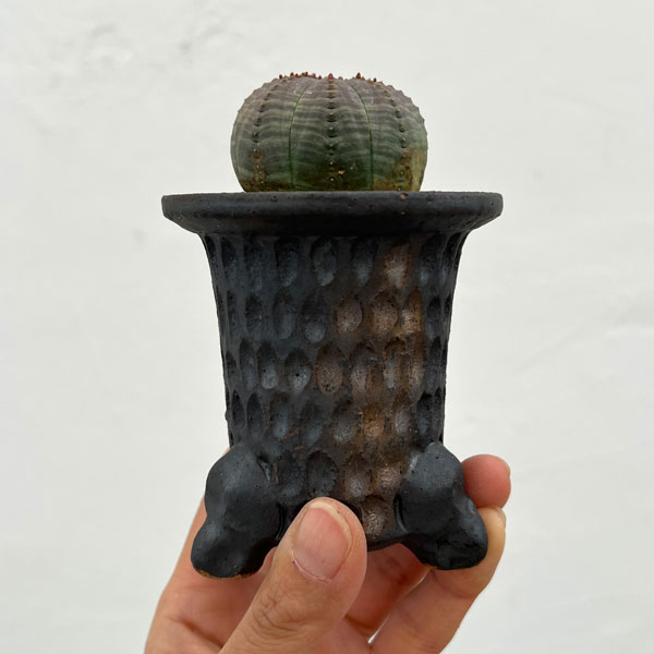 ユーフォルビア：オベサ　3号陶器鉢植え26-01