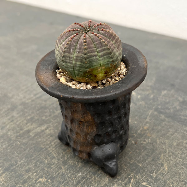 ユーフォルビア：オベサ　3号陶器鉢植え26-01