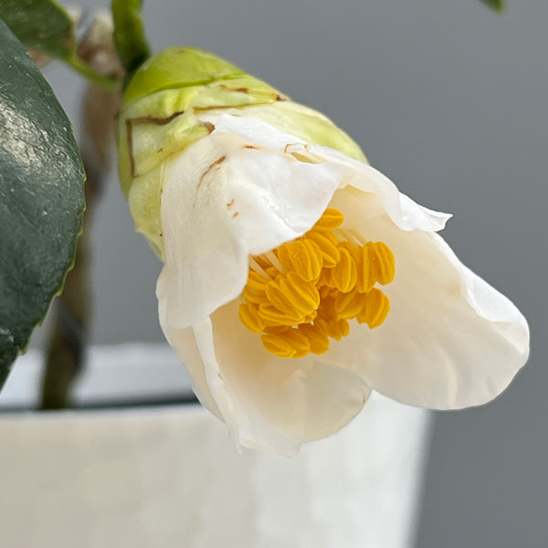 ツバキ(椿):一休(いっきゅう)曲がり 3.5号匠鉢入り