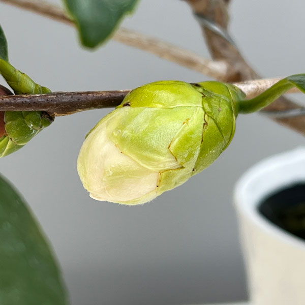 ツバキ(椿):一休(いっきゅう)曲がり 3.5号匠鉢入り