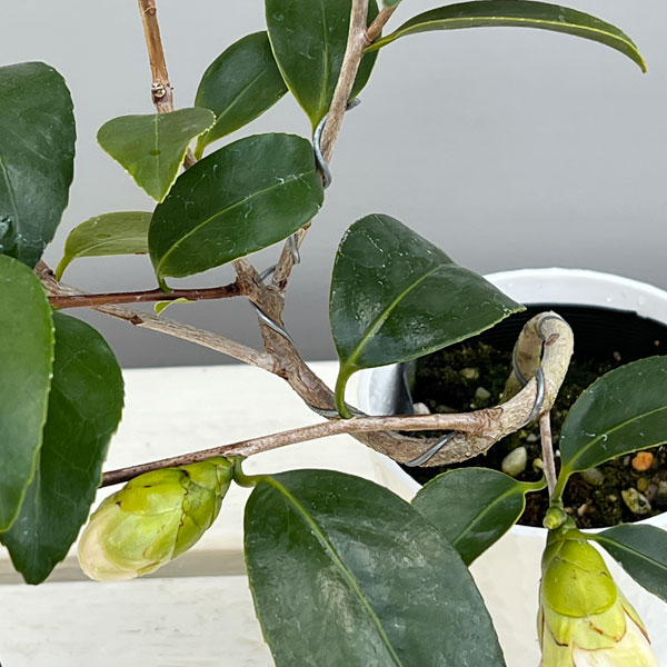 ツバキ(椿):一休(いっきゅう)曲がり 3.5号匠鉢入り