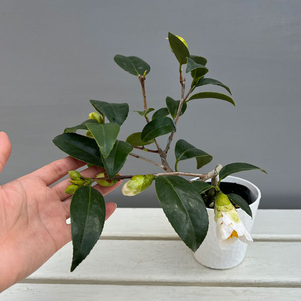 ツバキ(椿):一休(いっきゅう)曲がり 3.5号匠鉢入り