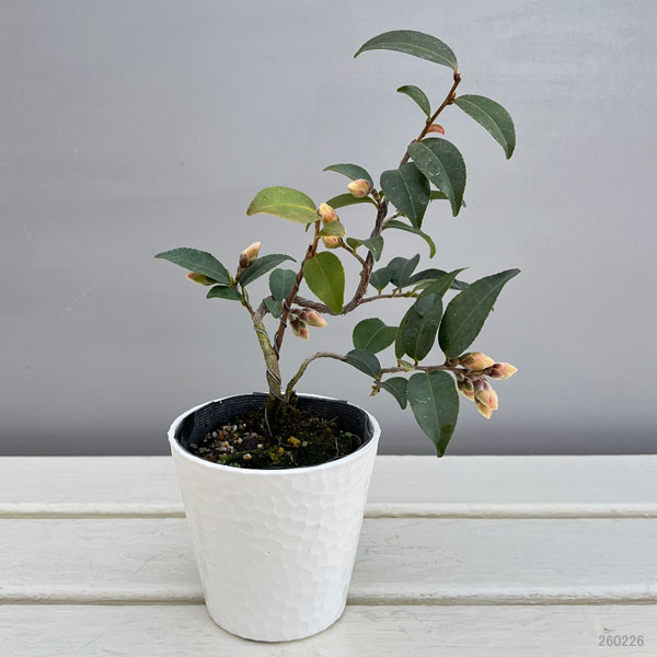 ツバキ(椿):タイニープリンセス 曲がり 3.5号匠鉢入り