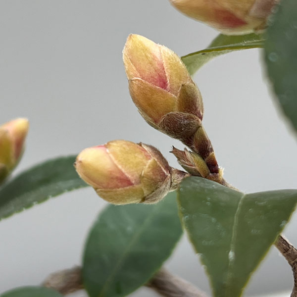 ツバキ(椿):タイニープリンセス 曲がり 3.5号匠鉢入り