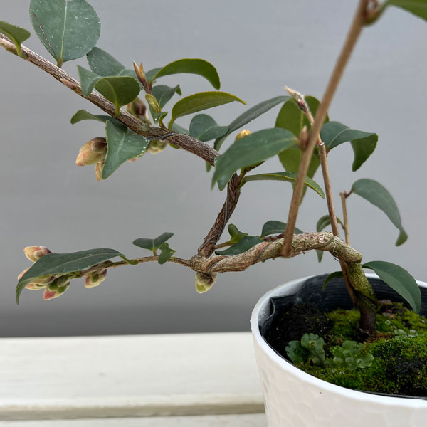 ツバキ(椿):タイニープリンセス 曲がり 3.5号匠鉢入り