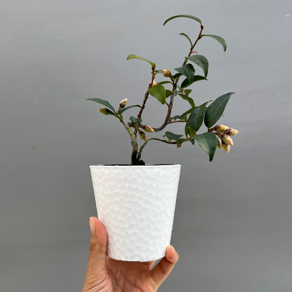 ツバキ(椿):タイニープリンセス 曲がり 3.5号匠鉢入り