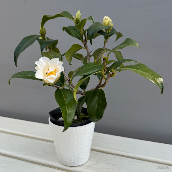 ツバキ(椿):鶴の毛衣(つるのけごろも)曲がり 3.5号匠鉢入り