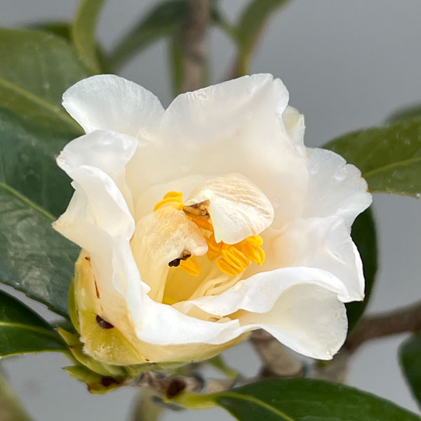 ツバキ(椿):鶴の毛衣(つるのけごろも)曲がり 3.5号匠鉢入り