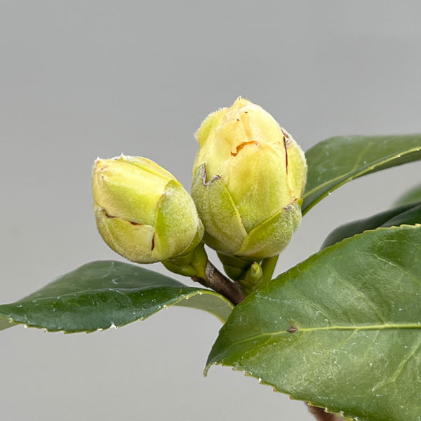 ツバキ(椿):鶴の毛衣(つるのけごろも)曲がり 3.5号匠鉢入り