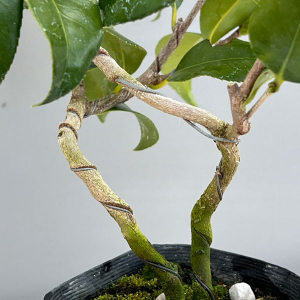 ツバキ(椿):鶴の毛衣(つるのけごろも)曲がり 3.5号匠鉢入り