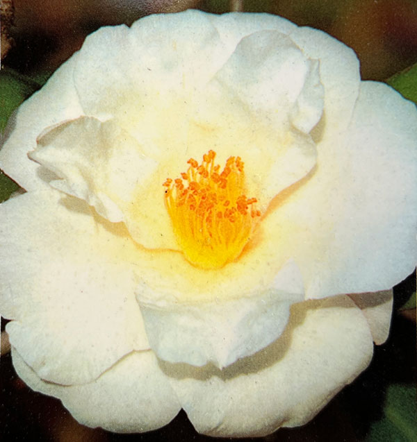 ツバキ(椿):鶴の毛衣(つるのけごろも)曲がり 3.5号匠鉢入り