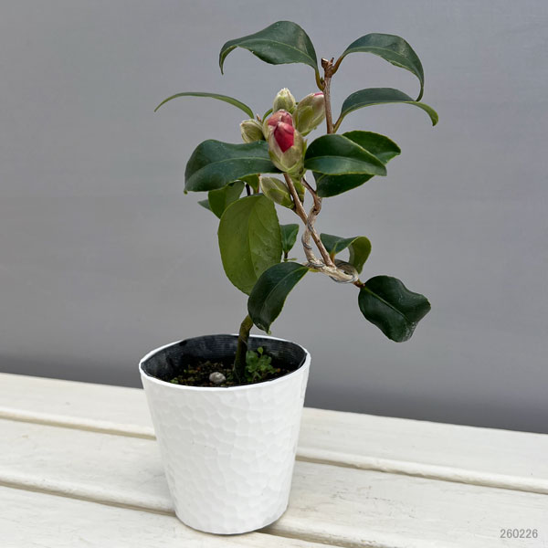ツバキ(椿):対馬の娘(つしまのむすめ)曲がり 3.5号匠鉢入り