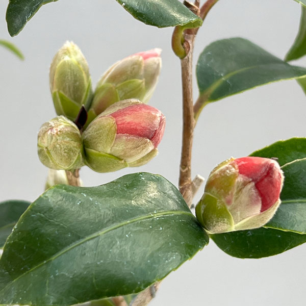 ツバキ(椿):対馬の娘(つしまのむすめ)曲がり 3.5号匠鉢入り