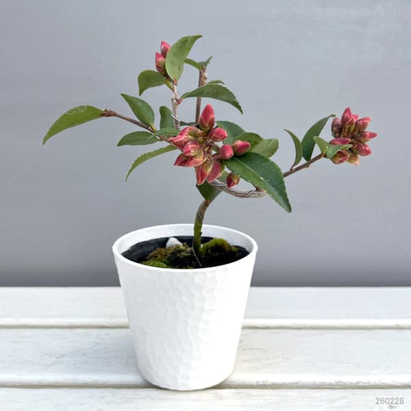 ツバキ(椿):港の春(みなとのはる)曲がり 3.5号匠鉢入り