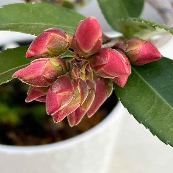 ツバキ(椿):港の春(みなとのはる)曲がり 3.5号匠鉢入り