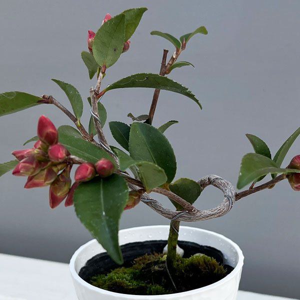 ツバキ(椿):港の春(みなとのはる)曲がり 3.5号匠鉢入り