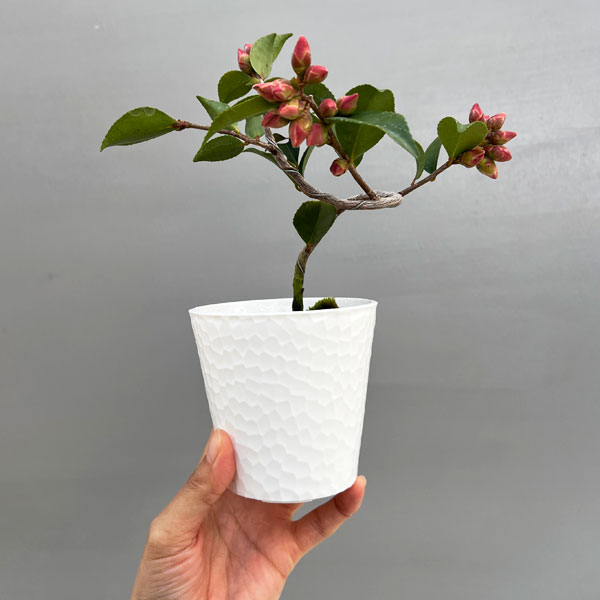 ツバキ(椿):港の春(みなとのはる)曲がり 3.5号匠鉢入り