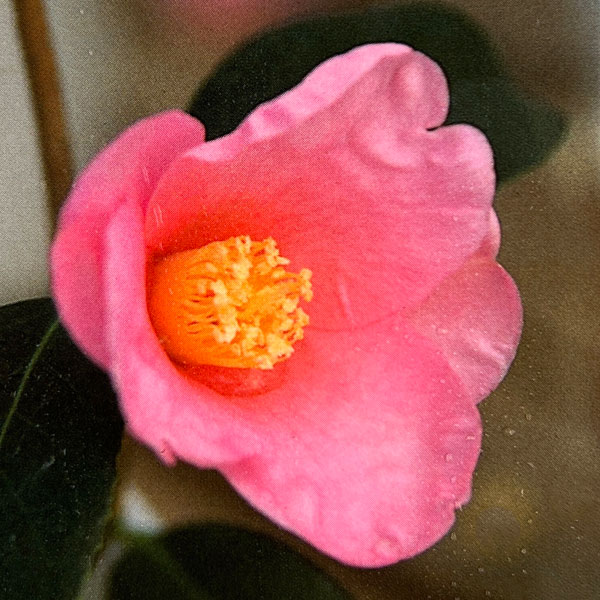 ツバキ(椿):港の春(みなとのはる)曲がり 3.5号匠鉢入り